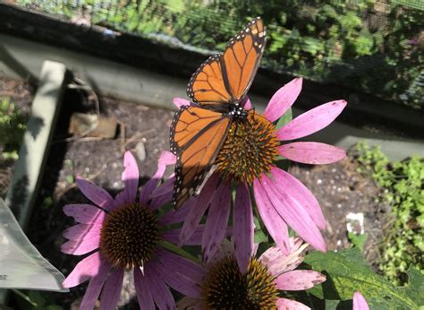 Creating a Butterfly Garden - North Texas Butterfly Gardens