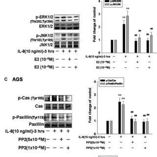 The affect of 17β estradiol on expression of IL8 Src signalling