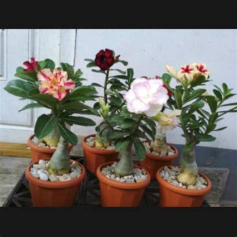 Jual Paket Adenium Bunga Tumpuk Baca Deskripsi Shopee Indonesia