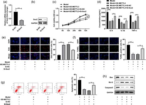 Sox2 Overexpressed Neutralized The Functions Of METTL3 In The