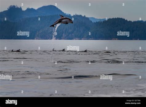 Pacific White Sided Dolphin (Lagenorhynchus obliquidens) jumping in ...