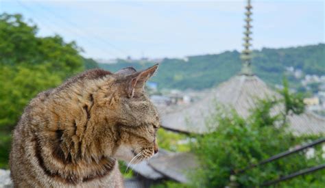 かわいい猫と出会う旅！尾道の「猫の細道」をぶらりお散歩 Precious Jp（プレシャス）