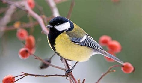 Savoir Reconna Tre Les Oiseaux Quels Oiseaux Viennent Dans Mon Jardin