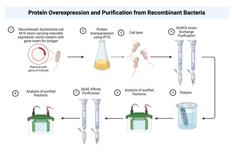 Protein Overexpression And Purification Process Biorender Science