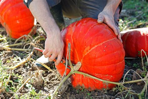 La Citrouille Comment La Cultiver Et L Entretenir Au Potager