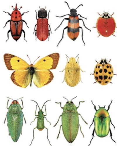 Bugged Out Exhibit Displays Insect Diversity And Importance