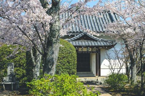 Templo Tenryuji En Arashiyama Con Flor De Cerezo Imagen Editorial