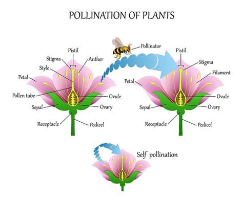 What Is Pollination 5 Types With Examples And Agents Involved