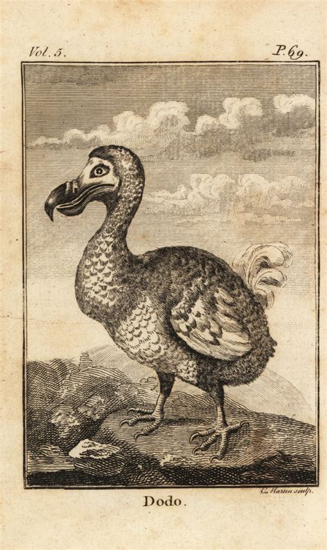 raphus cucullatus