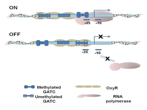 Mechanisms Of O Antigen Structural Variation Of Bacterial