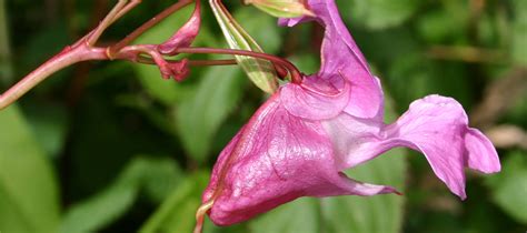 Himalayan Balsam Environment Canterbury