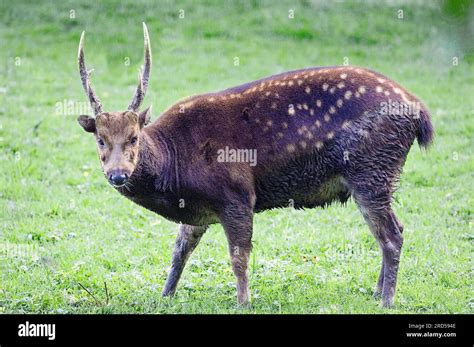 Visayan spotted deer (Cervus alfredi), male, lateral view Stock Photo - Alamy