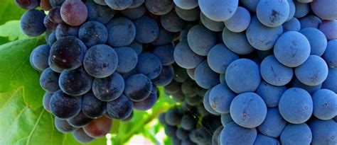 A Guide To Grenache And Our Top Suggestions Za