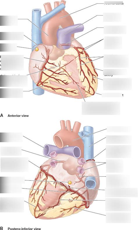 Coronary Arteries Diagram Quizlet