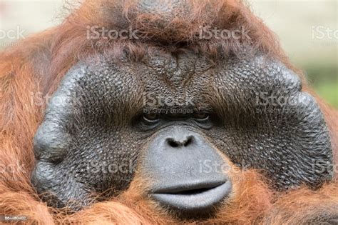 Upset Orangutan Blank Template - Imgflip