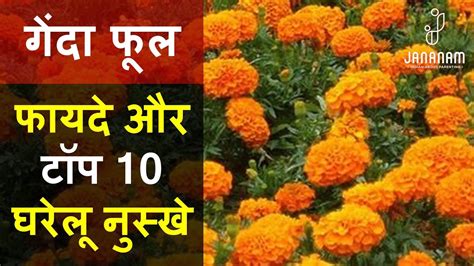 गेंदा फूल के फायदे और टॉप 10 घरेलू नुस्खे Genda Phool Ke Fayde