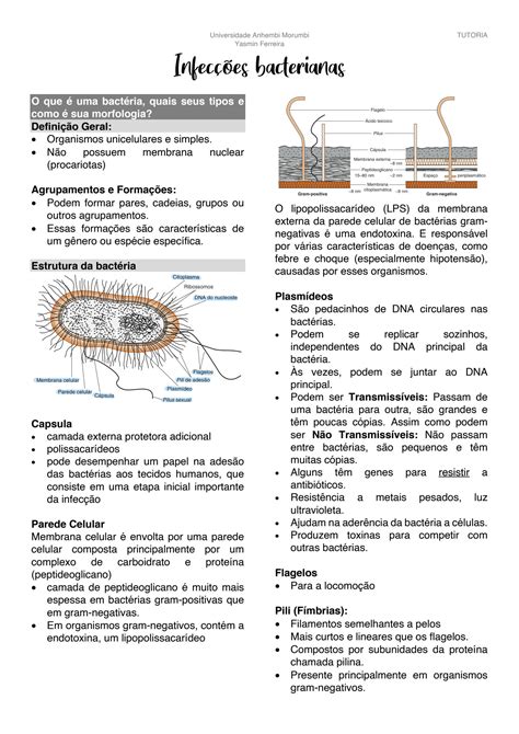 SOLUTION Infec Es Bacterianas Studypool