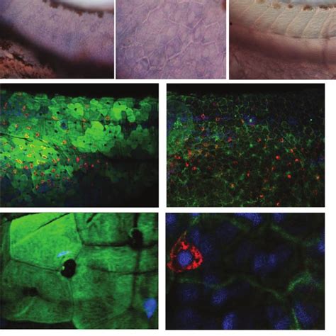 Whole Mount In Situ Hybridization And Immunohistochemistry Of Rhbg In