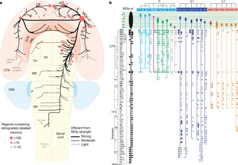 A Multimodal Cell Census And Atlas Of The Mammalian Primary Motor