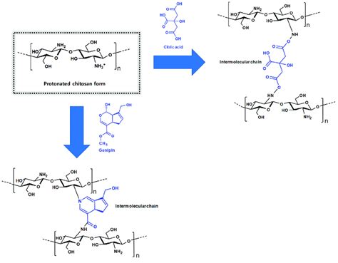 The Mains Cross Linking Reactions Using Chitosan Download Scientific