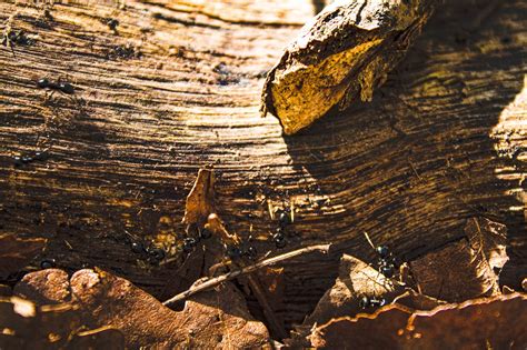 Forest Floor Leaves Ants - Free photo on Pixabay - Pixabay