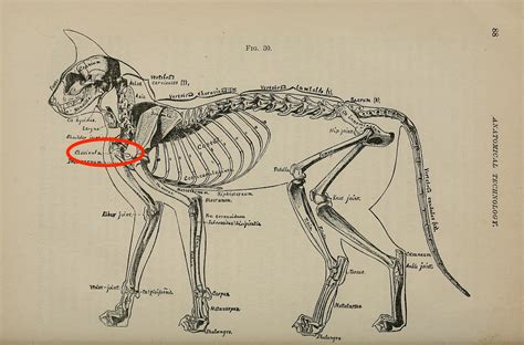 Sacral Vertebrae Cat