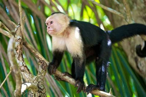 Capuchin Monkey Facts for Kids - Capuchin Monkey Fun Facts • Kids Animals Facts