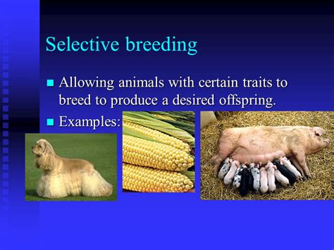 Selective Breeding Examples