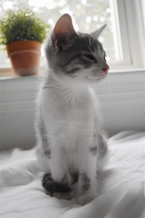 Cute Kitty Grey Tabby Cats White Tabby Cat Grey And White Cat