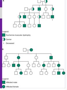 Genetics Inheritance Abnormalities Flashcards Quizlet