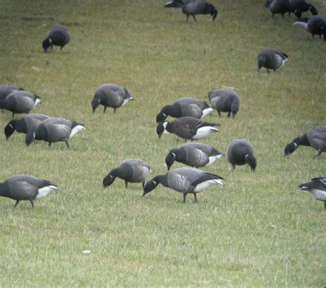 Barnacla Carinegra X Cuellirroja H Brido Ebird