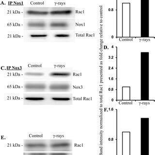 Upregulation Of Nadph Oxidase And Its Regulatory Components After