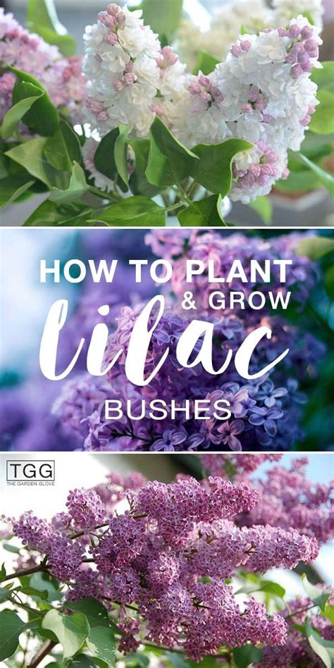 Planting Lilac Bushes How To Grow Them Artofit