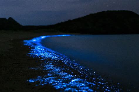 The Beauty Of Bioluminescence In Indian River Lagoon Florida Floridaing