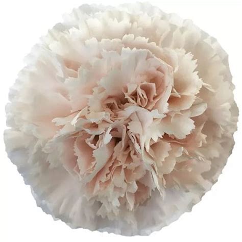 Carnation Brut Cut Bloom Carnations Flower Suppliers Wholesale