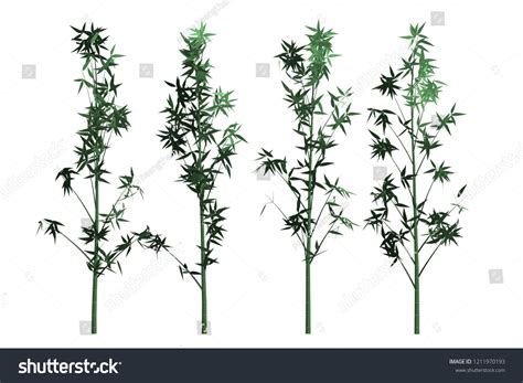 Tree Bamboo White Background Isolated Stock Illustration 1211970193