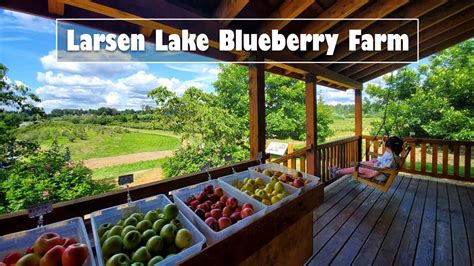 Toddler Tours Duck Sightings At Larsen Lake Blueberry Farm Bellevue