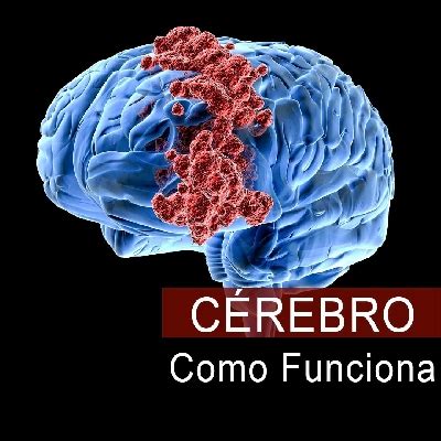 Desvendando os Segredos do Cerebro Humano Ana Bely Esporte Saúde e