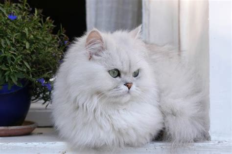 Silver Persian Cat Info Pictures History More Catster