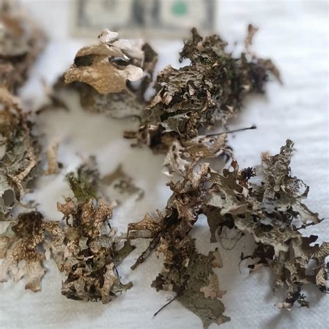 Bulk Lungwort Lichen (Lobaria pulmonaria) - Branches and More