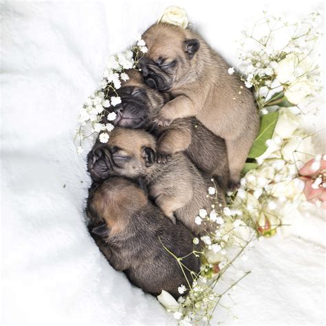 French Bulldog Coat Colors in Depth | NW Frenchies — NW Frenchies