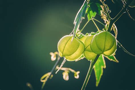 Physalis Pflanze Anbauen Aussaat Standort Und Ernte Der Andenbeeren