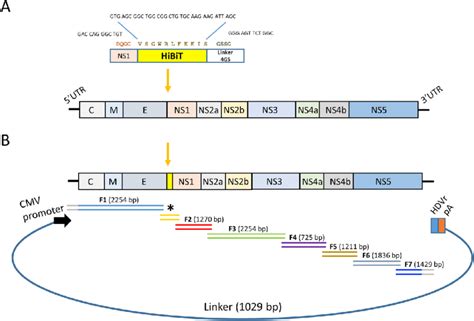 Addition Of A Small Tag To Yfv Ns1 A An Eleven Amino Acid Reporter