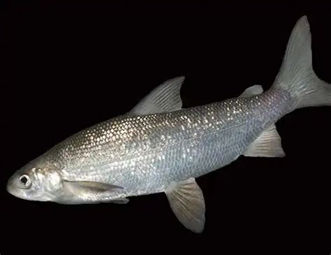 LAKE WHITEFISH LIFE EXPECTANCY