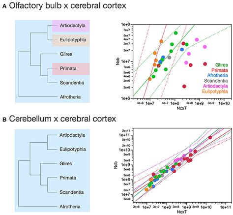 Frontiers Brain Scaling In Mammalian Evolution As A Consequence Of