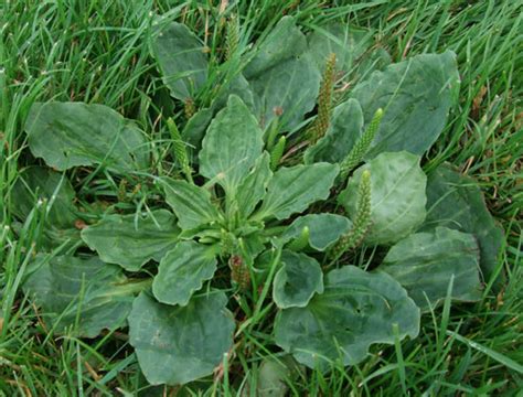 Greater Plantain, identify and control this lawn weed