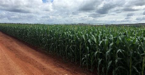 ENFOQUE Incerteza Ronda Safrinha De Milho Do Brasil Por Perdas Na Soja