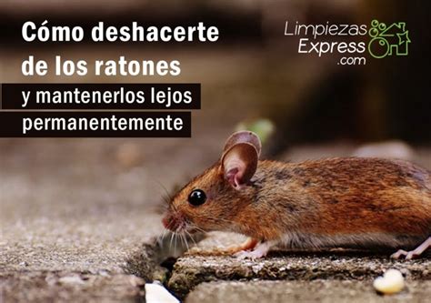 C Mo Deshacerte De Los Ratones En Tu Hogar De Forma Definitiva