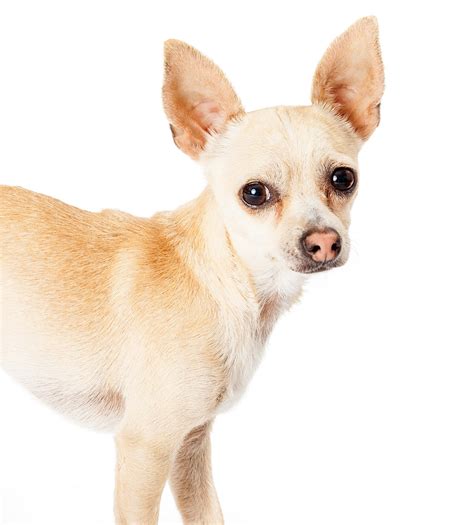 Deer Head Chihuahua - A Complete Guide To A Distinctive Tiny Dog