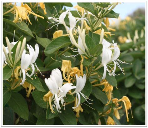 Lonicera japonica 'Halliana' - Devil Mountain Wholesale Nursery